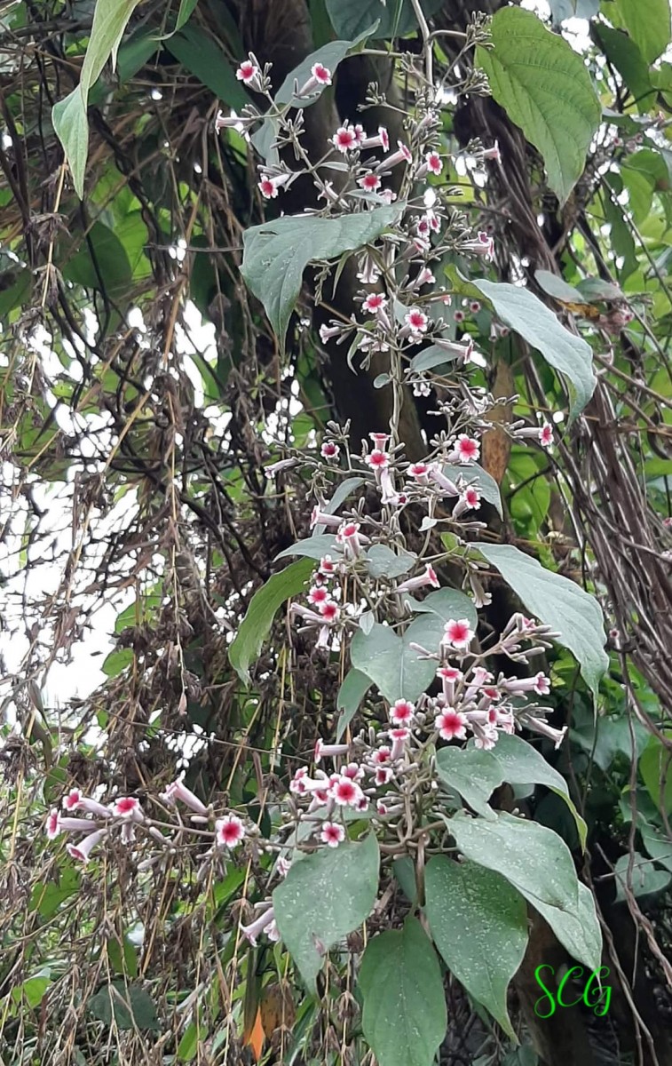 Paederia foetida L.